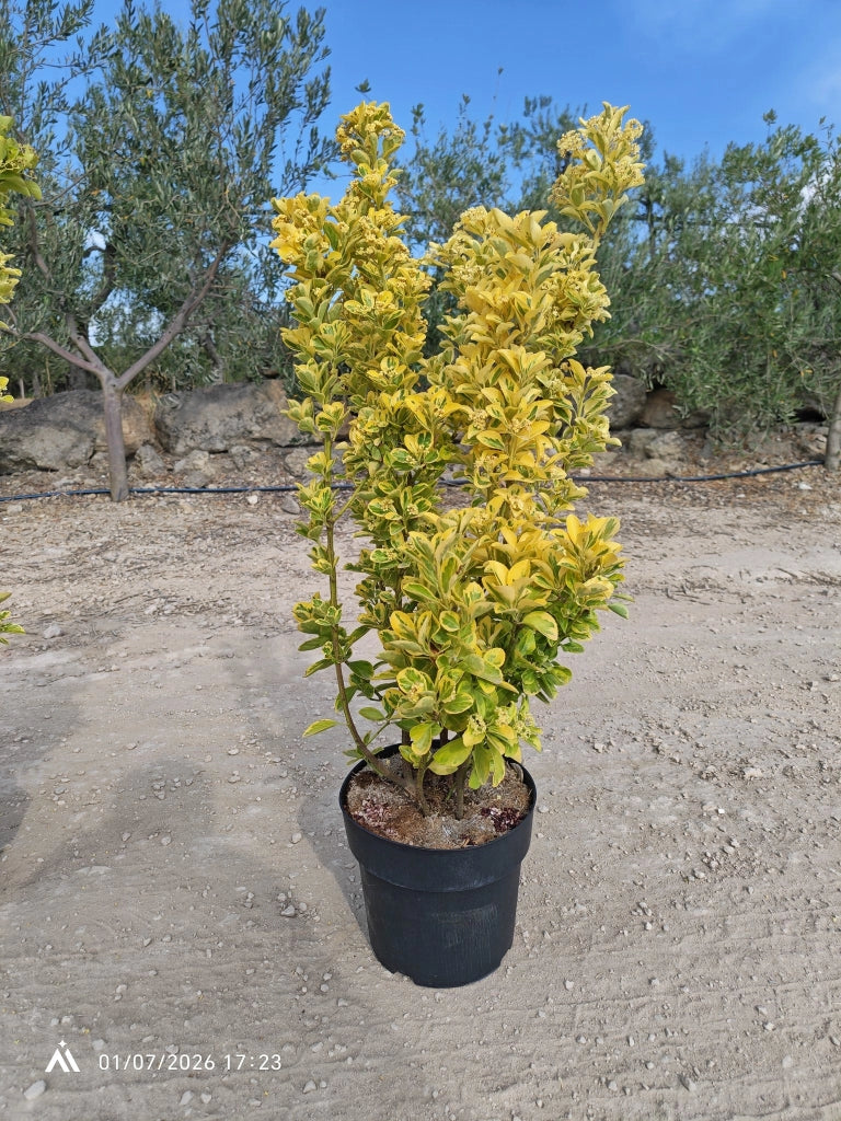 EUONYMUS JAPONICUS CESP.24 AUREA Lt.6.5