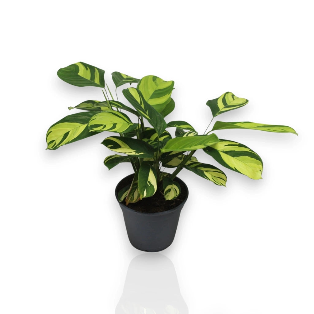 Gardenaria Ctenanthe pilosa 'Golden mosaic' - Pianta da interno ornamentale Altezza: 45 cm (vaso 17)