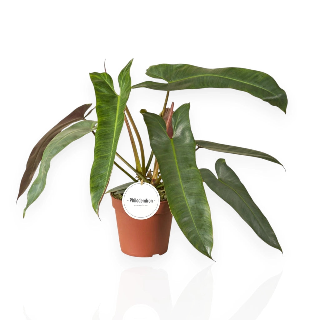 Gardenaria Philodendron atabapoense - Pianta da interno ornamentale Altezza: 30 cm (vaso 12)