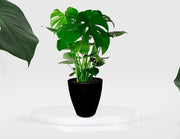 Contenitore per piante in plastica 17" con drenaggio - per interni ed esterni - leggero e resistente contenitore per piante - contenitore conico alto - 17" x 16