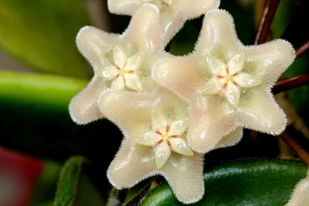 Hoya vangviengiensis – Pianta tropicale rara da interno vaso 12 cm