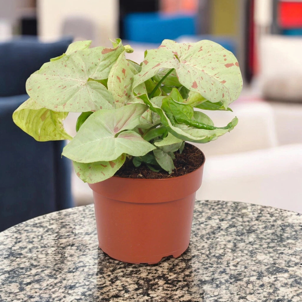 Gardenaria Syngonium 'Milk confetti' - Pianta da interno ornamentale Altezza: 25 cm (vaso 12)