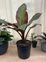 Ensete ventricosum Maurelii vaso 24 cm – Banano ornamentale tropicale