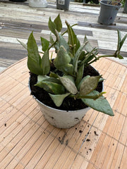 HOYA LACUNOSA MINT FOTO REALI VASO 10 CM FIORE DI CERA PIANTA GRASSA