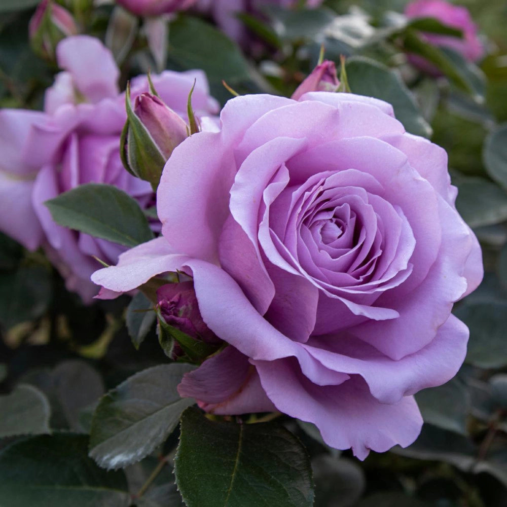 Rosa Barni Love Song cespuglio rifiorente profumato ornamentale