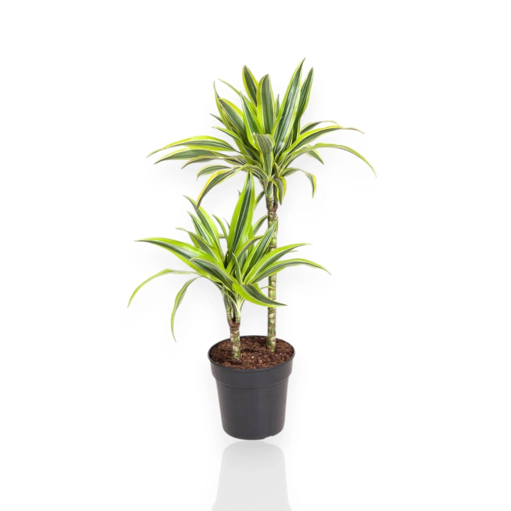 Gardenaria Dracaena fragrans 'Lemon Lime' - Pianta da interno ornamentale Altezza: 130/140 cm (vaso 22)