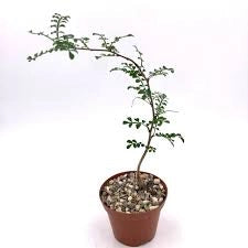 Operculicaria decaryi in vaso 17 cm, pianta caudiciforme elegante