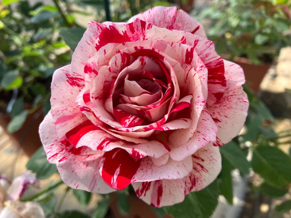 Rosa Scentimental: striature uniche e profumo intenso per giardini vivaci