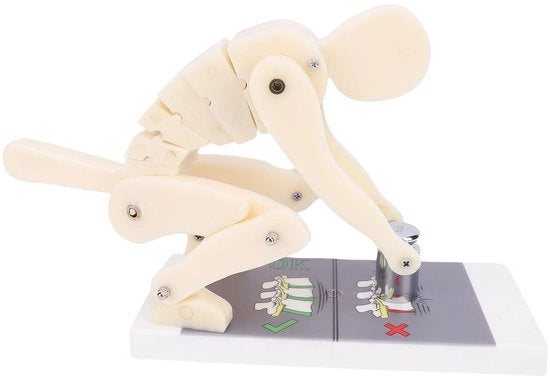 Modello di dimostrazione per sollevamento pesi - Materiale ABS flessibile - Analisi biomeccanica educativa - Progettato per risparmiare spazio - Visualizzazioni visive chiare - Materiale robusto e resistente ai graffi - Modello educativo