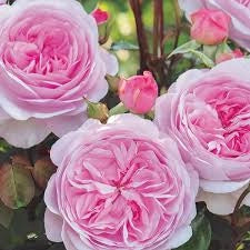 Rosa Barni Olivia Rose Austin cespuglio rifiorente profumato