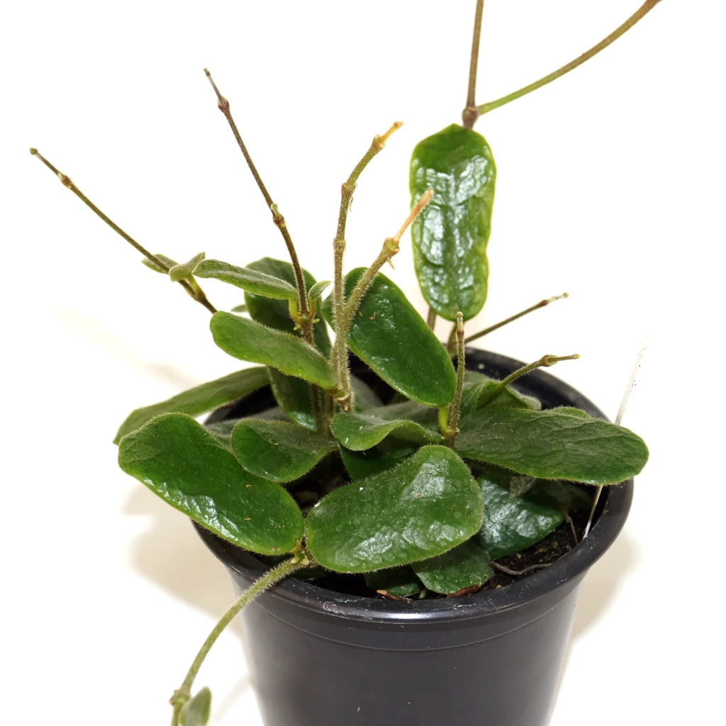 Hoya Overing Rotundiflora Pianta Tropicale da Collezione Vaso 12 cm