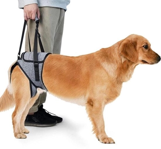 Supporto per Cane Giunto - Adattabile - Materiale di Alta Qualità - Facile da Utilizzare - Attrezzo per Cani