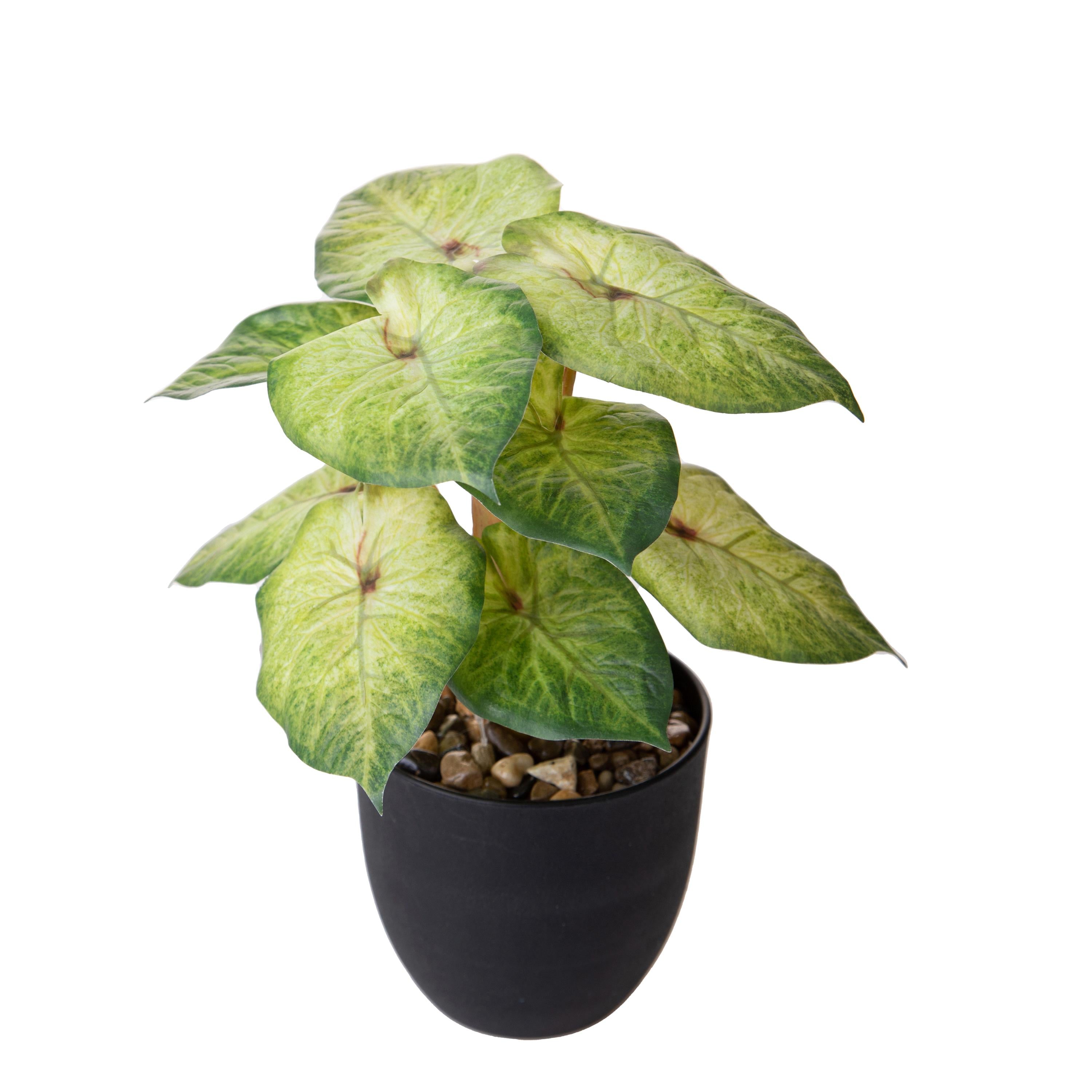 Set 3 Piante Artificiali Syngonium Podophyllum in Vasi 26 cm