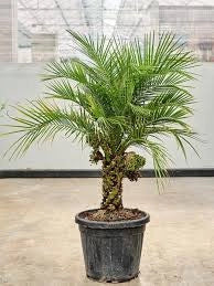 Phoenix Roebelenii V26 Robellina Palma Nana dei datteri foto reali H 120cm