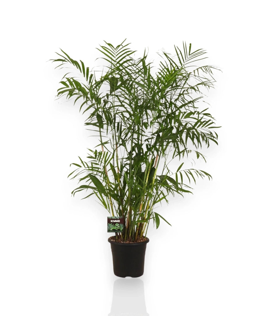 Gardenaria Chamaedorea seifrizii - Pianta da interno ornamentale Altezza: 140 cm (vaso 24)
