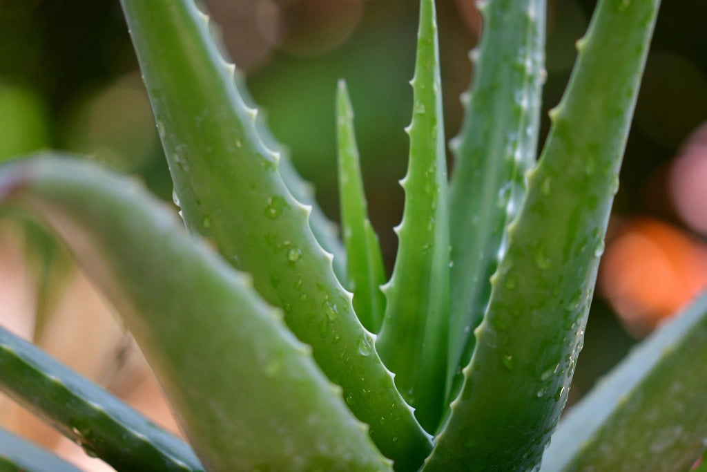 ALOE SAFARI SUNRISE VASO 18