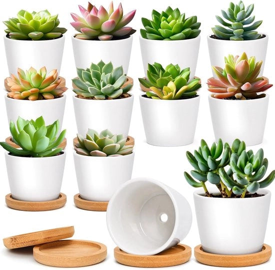Set di vasi per piante succulente - Vaso ceramico rotondo - 12 pezzi - Bianco - Inclusa sottopianta in bambù