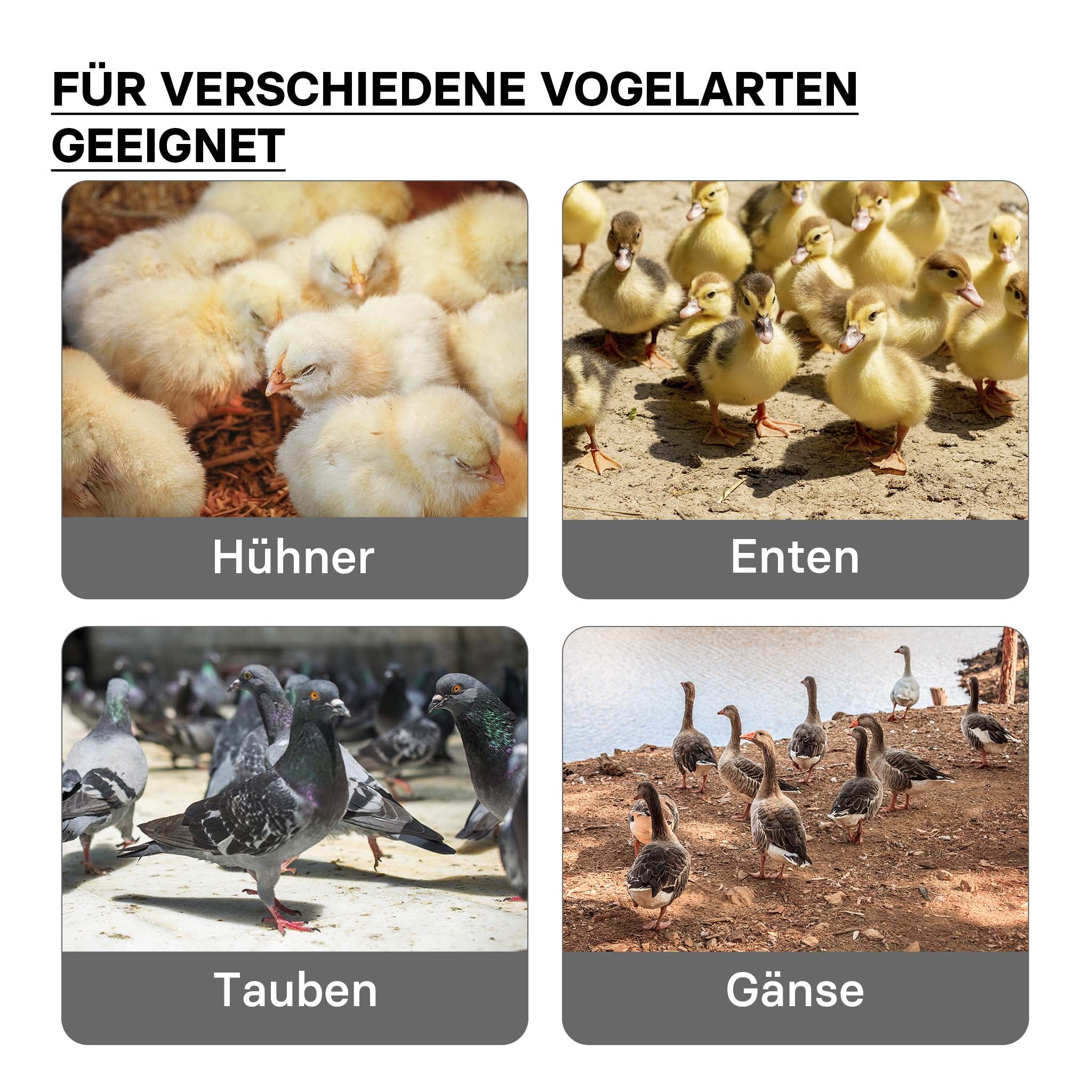 Fudajo Chioccia artificiale 25x30cm 20W Piastra termica per 15-20 pulcini, temperatura regolabile