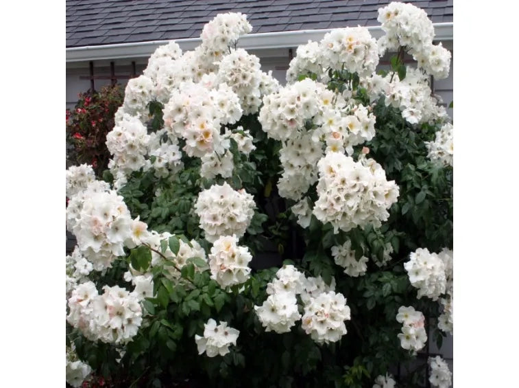 Rosa Sally Holmes: grandi fiori chiari e fioritura abbondante e luminosa