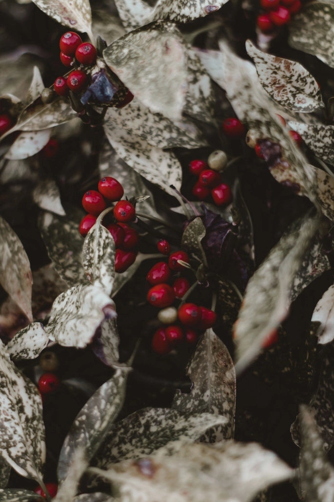AGRIFOGLIO VARIEGATO ILEX AQUIFOLIUM ARGENTEOMARGINATA CESPUGLIO VASO 40