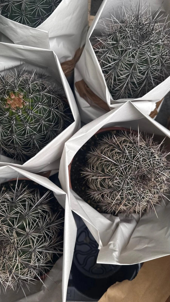 Cactus Saguaro (Carnegiea gigantea) in vaso 17 cm
