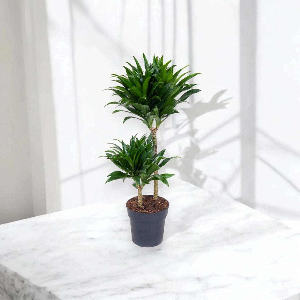 Gardenaria Dracaena fragrans 'Compacta' - Pianta da interno ornamentale Altezza: 130 cm (vaso 31)
