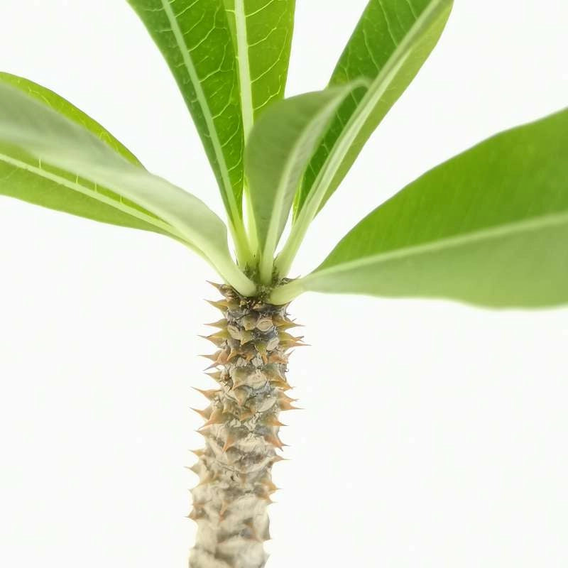 Pianta Pachypodium rutenbergianum succulenta caudiciforme 15 Metri Foto Reali