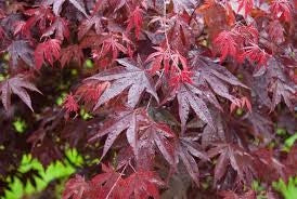 Acero palmatum bloodgood vaso 19cm