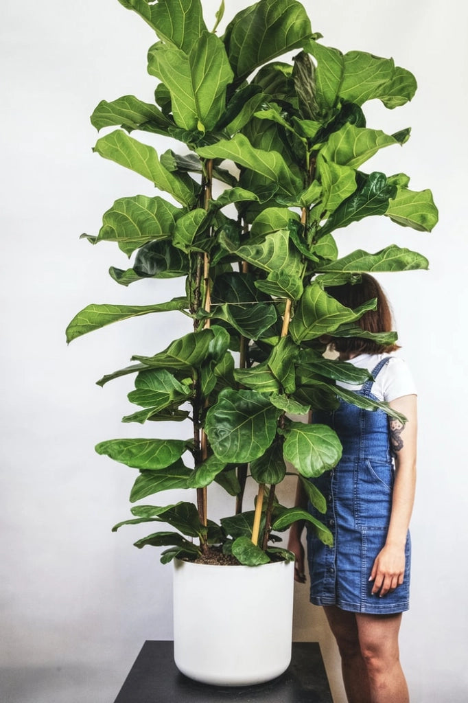 Ficus Lyrata Foto Reali H 100cm vaso 17cm