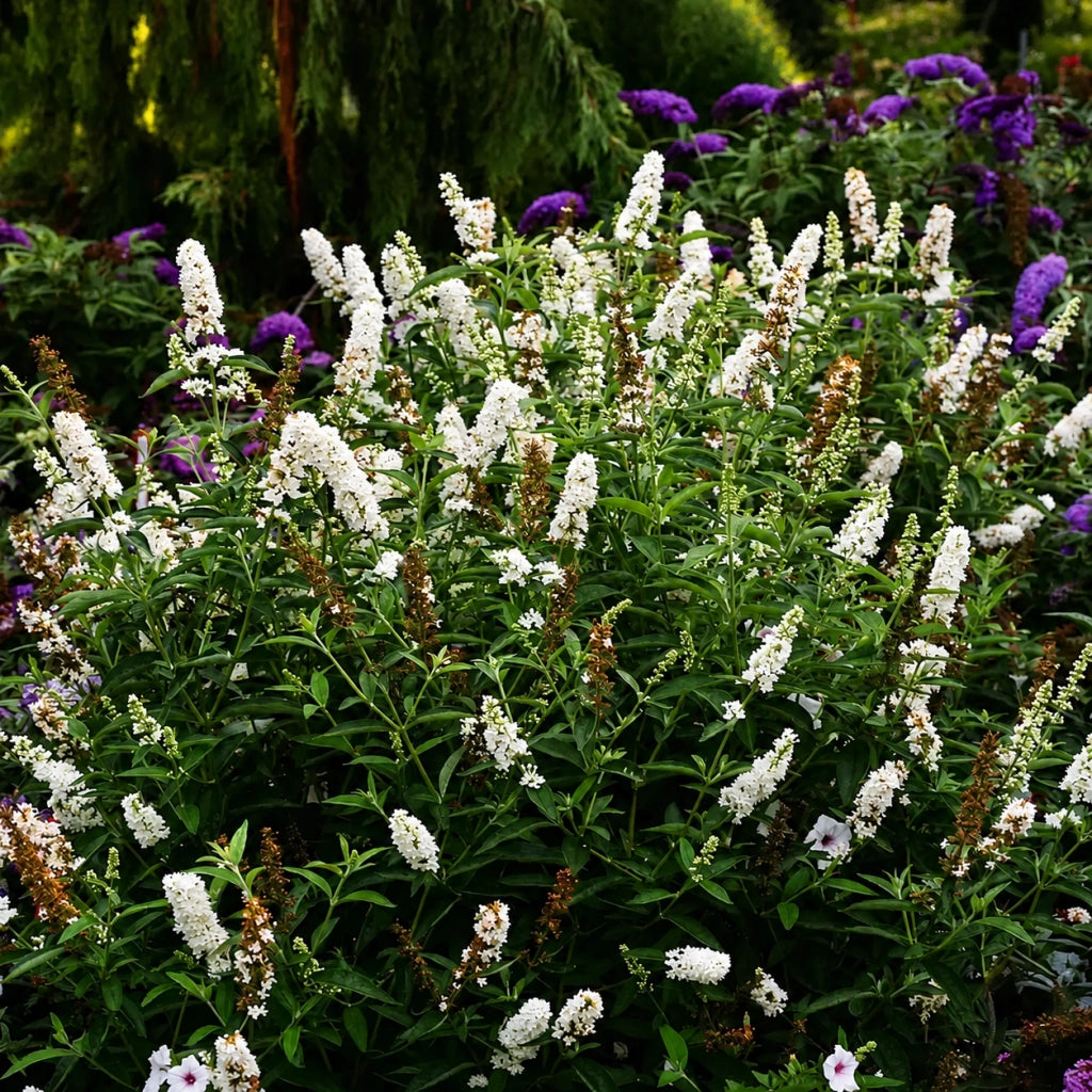 Gardenaria Buddleja 'Miss Pearl' - Arbusto ornamentale da giardino Altezza: 40/60 cm (vaso19)