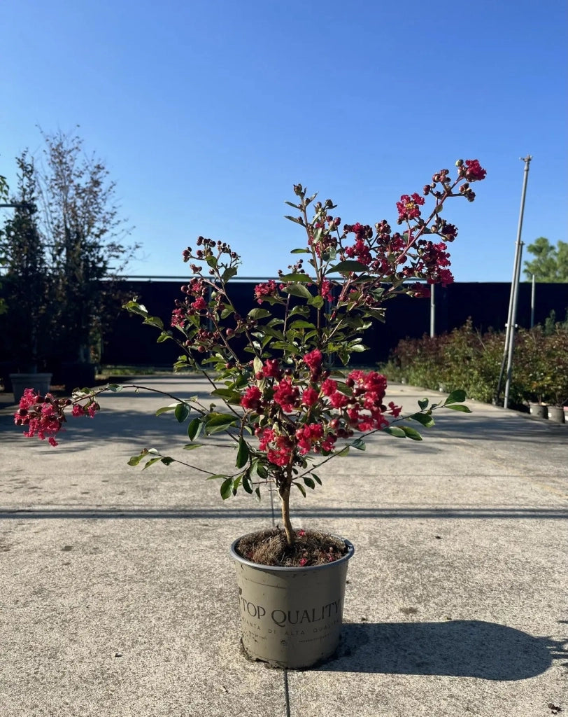 Gardenaria Lagerstroemia indica 'Red Imperator' - Arbusto ornamentale da giardino Altezza: 40/60 cm (vaso19)