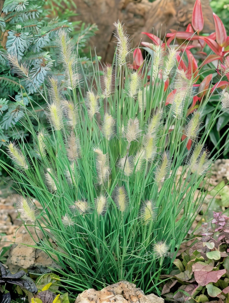 Gardenaria Pennisetum alopecuroides 'Little Bunny' - Graminacea ornamentale da esterno Altezza: 100 cm (vaso 24)