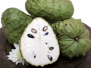 Pianta di Annona cherimola 'Fino de Jete' autofertile foto reali H 150cm