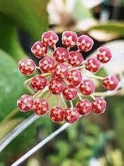 Hoya tsangii – Pianta tropicale compatta e ricadente vaso 6 cm