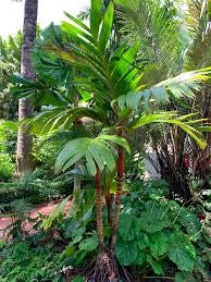 Areca vestiaria H 2 m vaso 45 – Palma tropicale a corona arancione foto reali