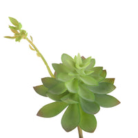 Set 6 Echeveria Cactus Artificiale Altezza 21 cm Verde