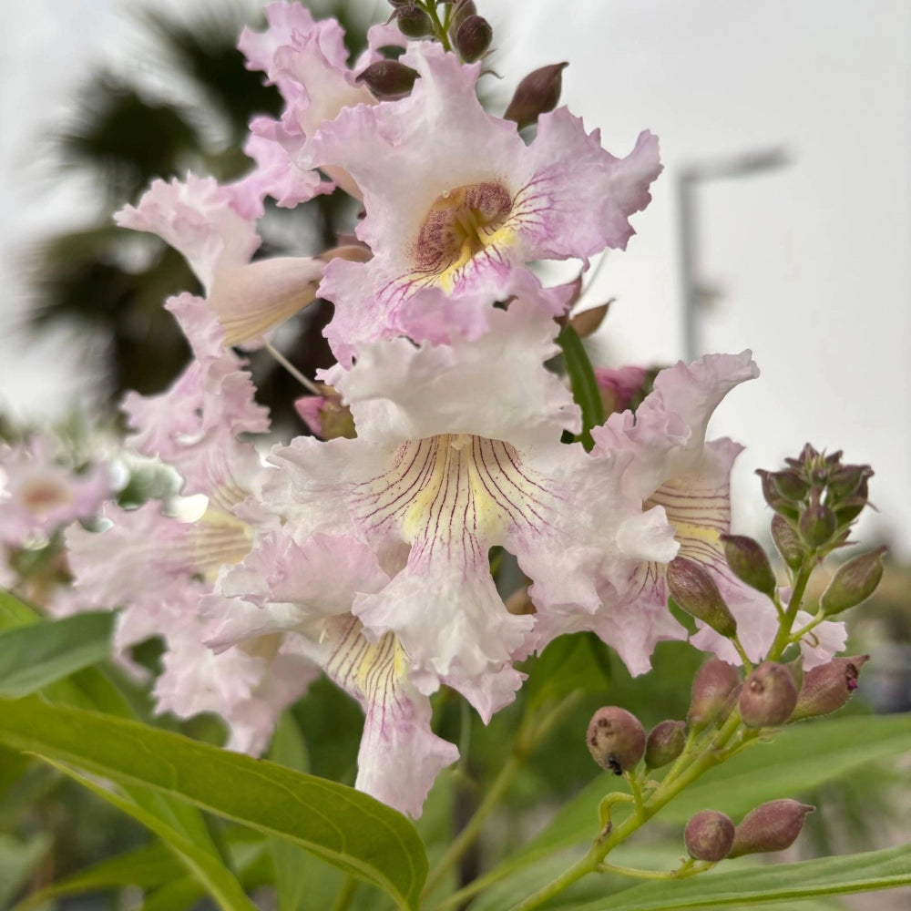 Pianta di Chitalpa Pink Dawn fiore trombetta rosa h 100 in vaso 18 cm AMDGarden