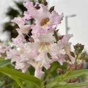 Pianta di Chitalpa Pink Dawn fiore trombetta rosa h 100 in vaso 18 cm AMDGarden