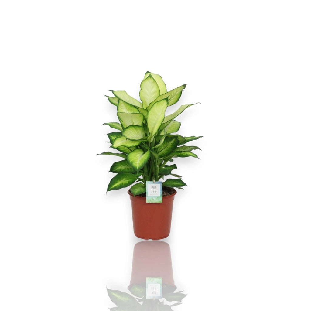 Gardenaria Dieffenbachia 'Summer style' - Pianta da interno ornamentale Altezza: 60 cm (vaso 17)