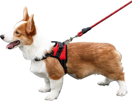 Cinturino per Cani per Torace e Schiena - Adattamento Perfetto per Cani - Rosso - Comodo e Duraturo - Adatto per Cani Piccoli fino a Grandi