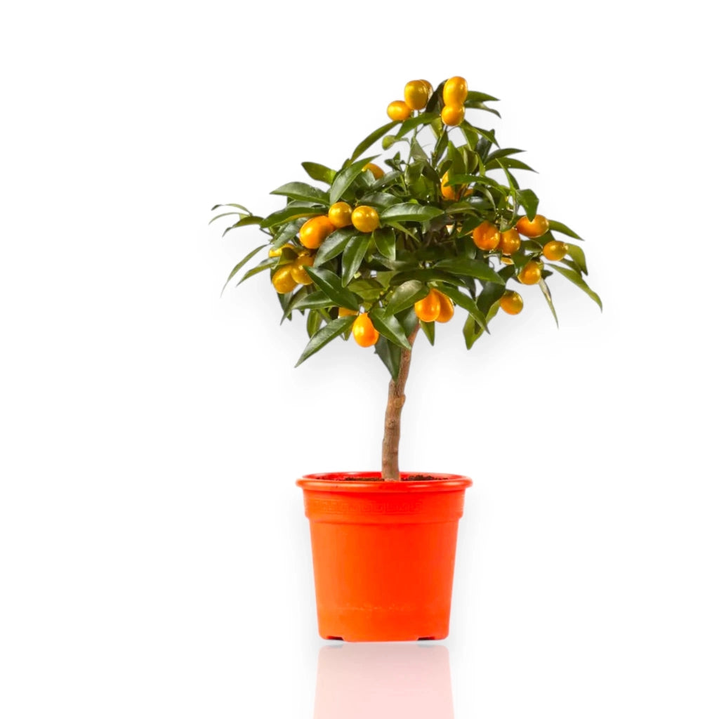 Gardenaria Kumquat - Fortunella margarita - Pianta di agrume da frutto in vaso Altezza: 160 cm (vaso 35)