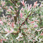 Pianta Salice Rosa Giapponese Salix Integra Hakuro Nishiki vaso 18cm AMDGarden