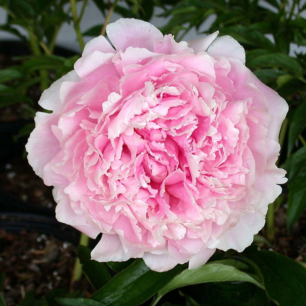 Pianta di PEONIA ‘Sarah Bernardt’ Lactiflora Fiori doppi, color rosa Foto Reali