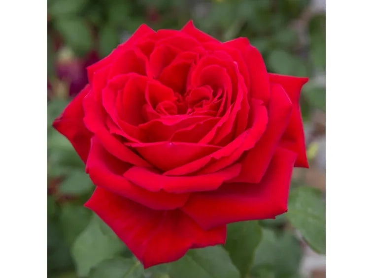 Rosa ‘Botero’ – Rosa rossa profumatissima a fiore grande
