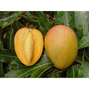 PIANTA DI MANGIFERA INDICA MANGO GLENN INNESTATA FOTO REALI H 140 cm