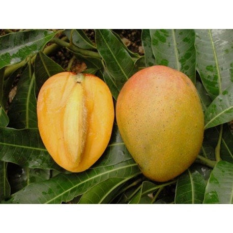 PIANTA DI MANGIFERA INDICA MANGO GLENN INNESTATA FOTO REALI H 140 cm