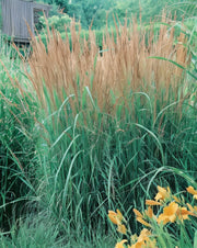 Gardenaria Calamagrostis acutiflora 'Karl Foerster' - Graminacea ornamentale da esterno Altezza: 100 cm (vaso 24)
