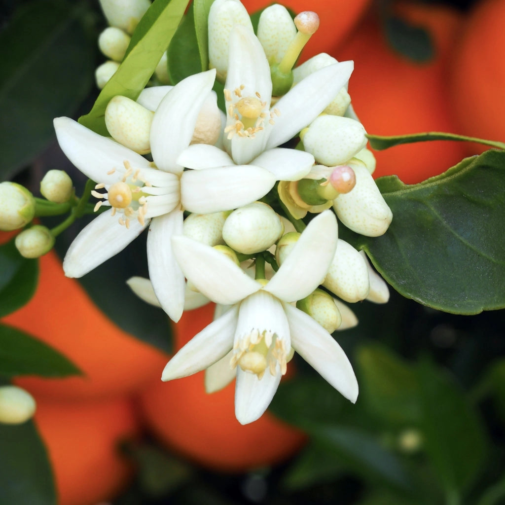 Gardenaria Arancio - Citrus sinensis 'Washington Navel' - Pianta di agrume da frutto in vaso Altezza: 70/80 cm (vaso 22)