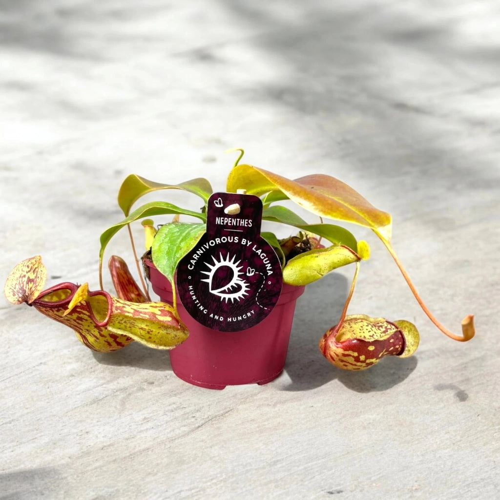 Gardenaria Nepenthes 'Gaya' - Pianta da interno ornamentale Altezza: 17 cm (vaso 12)