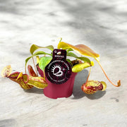 Gardenaria Nepenthes 'Gaya' - Pianta da interno ornamentale Altezza: 17 cm (vaso 12)
